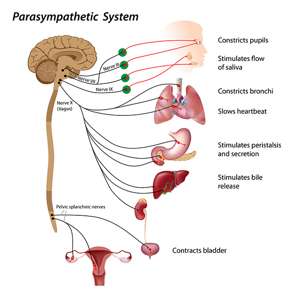 LadyCare helps balance the autonomic nervous system by increasing parasympathetic activity and decreasing excess sympathetic activity